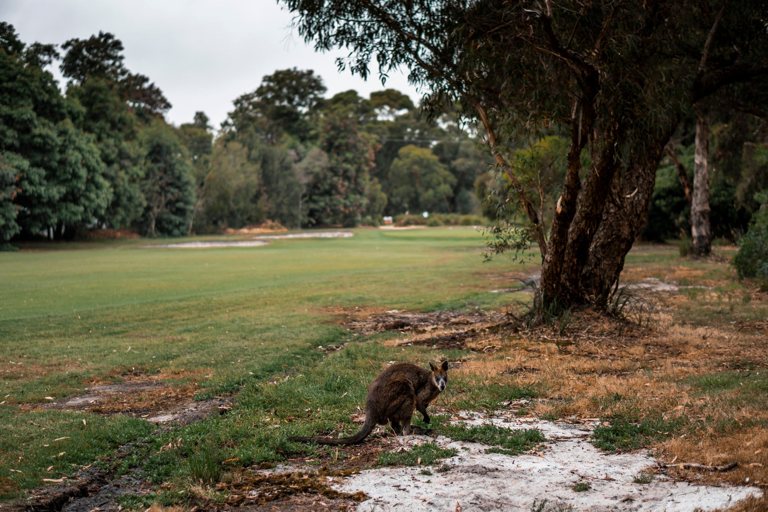 Lang Lang Golf Club - Review May 10th 2026